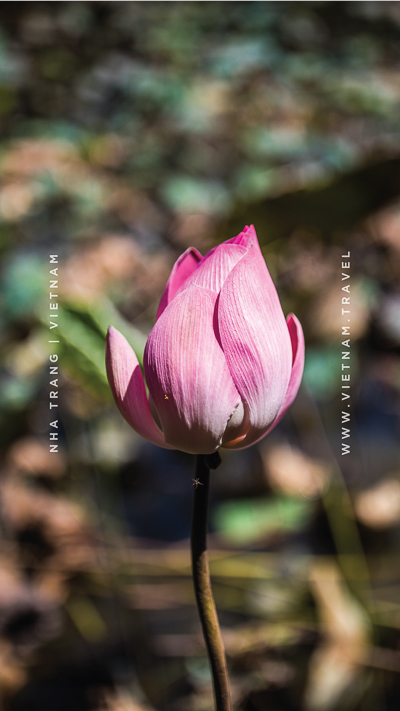 mobile wallpapers vietnam travel